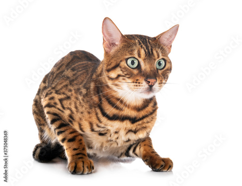 bengal cat in studio