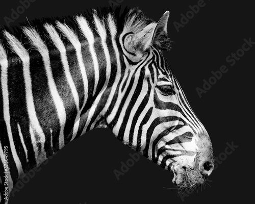 Zebra Portr  t