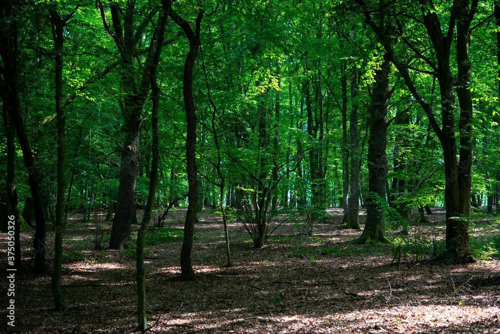 green trees in the forest behind the farm green trees in the forest behind the farm
