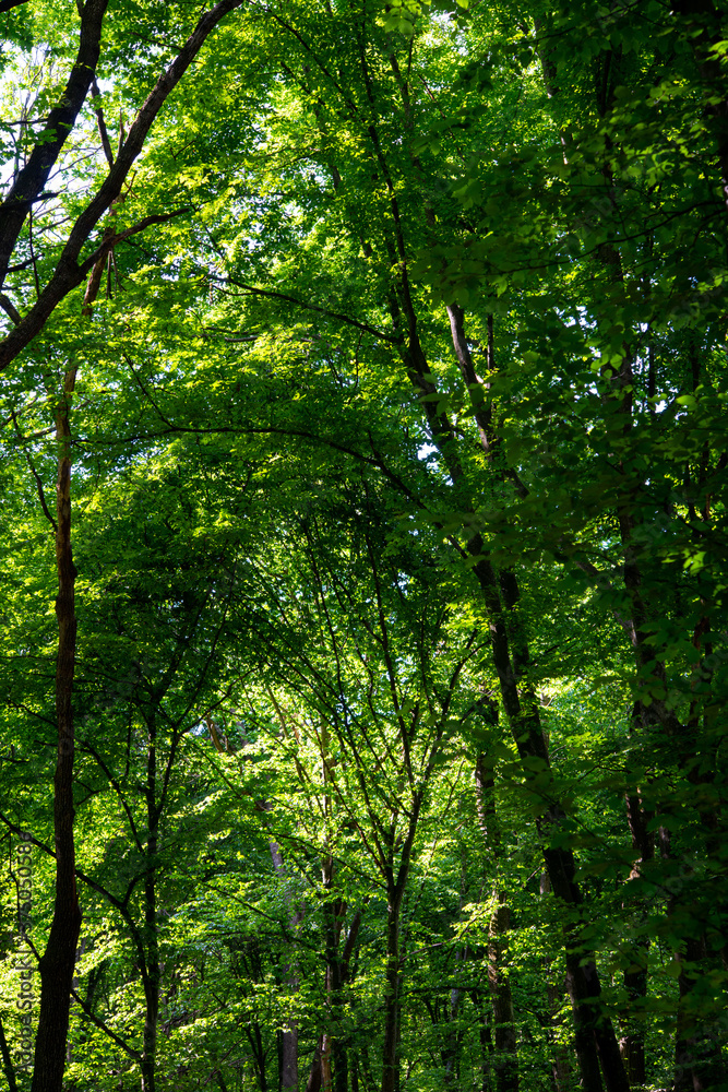 green trees in the forest behind the farm green trees in the forest behind the farm