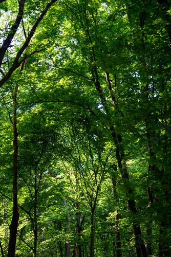 green trees in the forest behind the farm