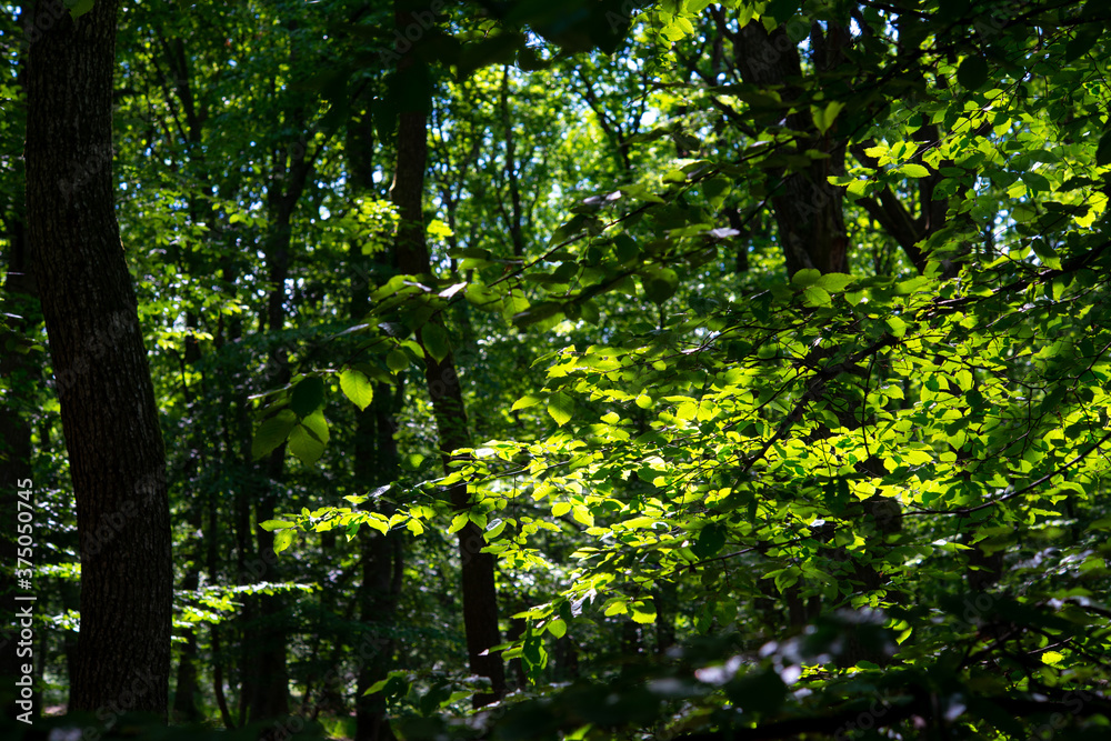 Fototapeta premium green trees in the forest behind the farm