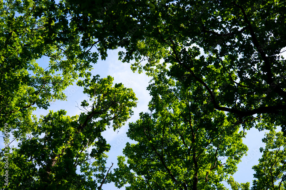 Fototapeta premium green trees in the forest behind the farm