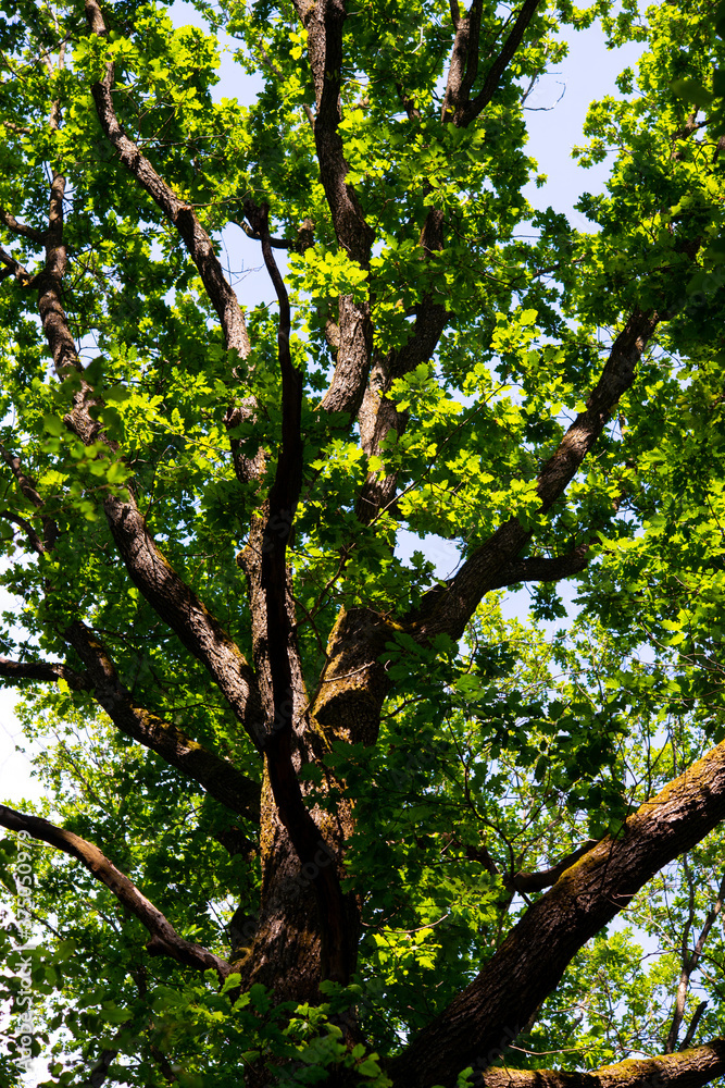 green trees in the forest behind the farm green trees in the forest behind the farm