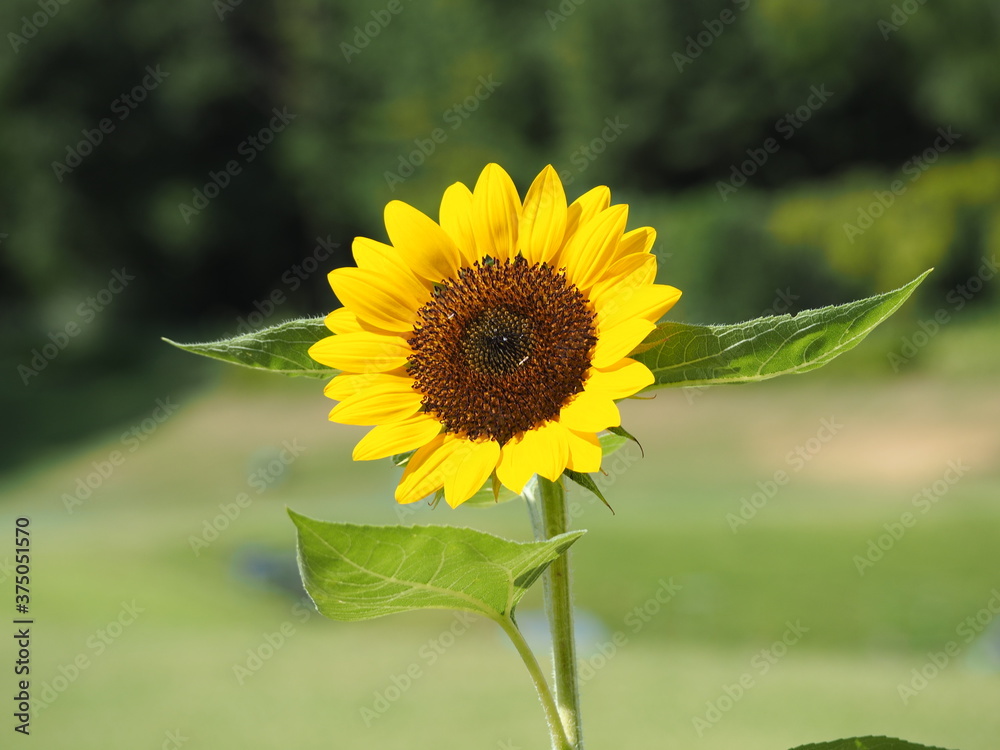 Fototapeta premium ヒマワリ（サマーサンリッチオレンジ）