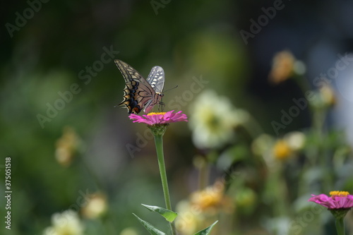 アゲハチョウと百日草の花