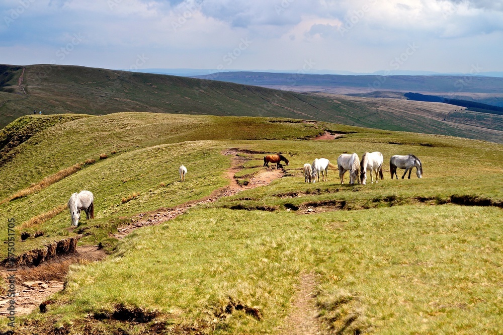 Obraz premium Out to Pasture