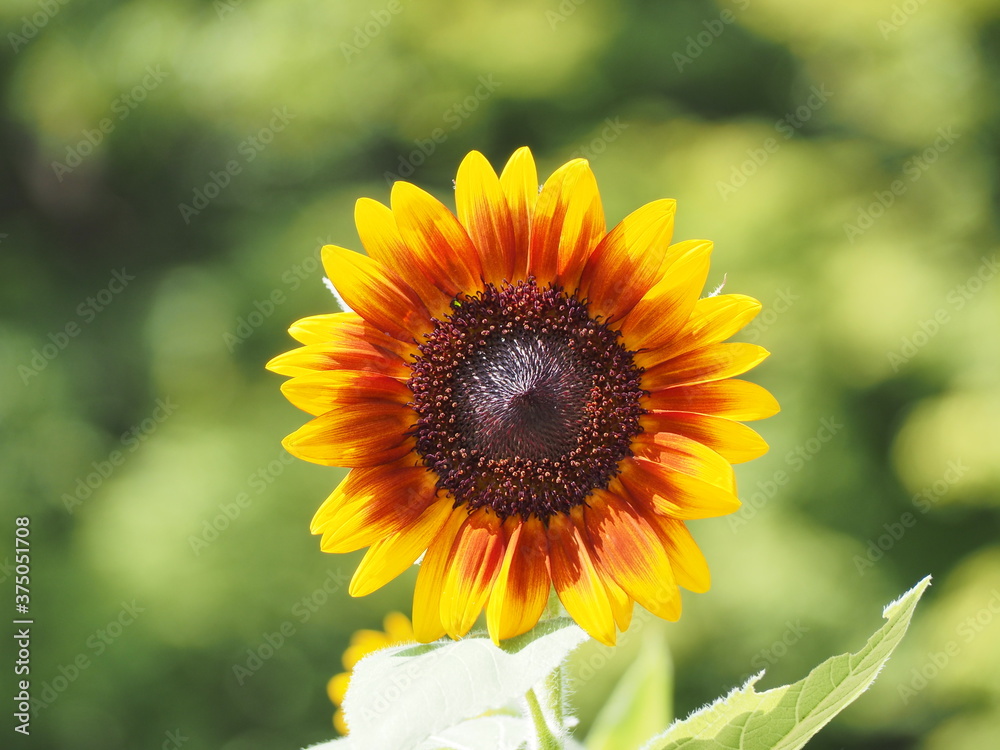 Fototapeta premium ヒマワリ(ソーラーパワー)