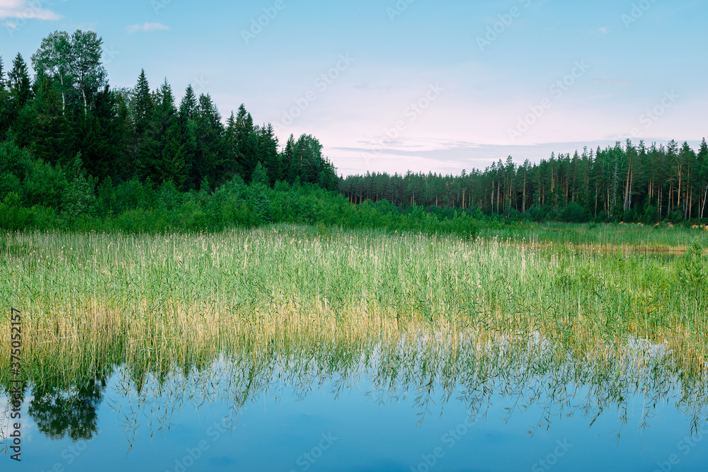 Summer vacation in the forest at the lake. Sandy beach in the forest. Summer vacation in the forest at the lake. Sandy beach in the forest.