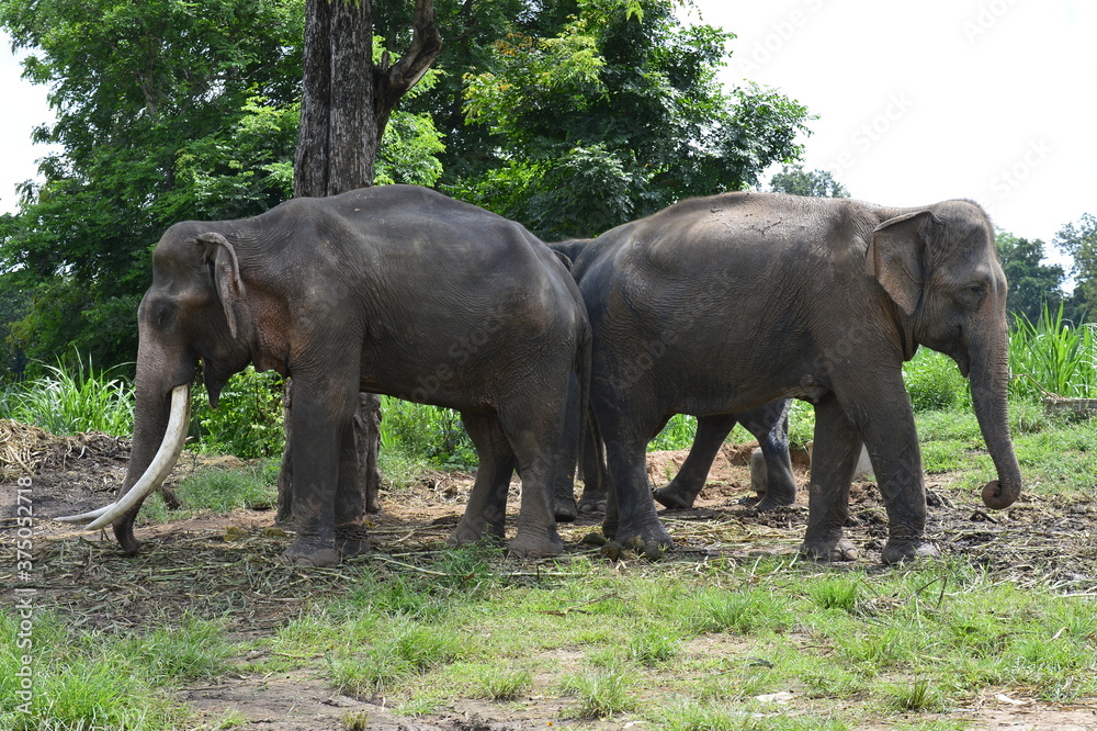 Ban Chang Ban Ta Klang, tourists see the way of life Of people in the community and elephants Including traditions and cultures between people and elephants at Baan Ta Klang, Surin Province, Thailand