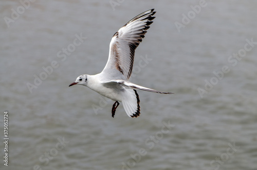 Bird flies over the sea.  Gull hunting down fish © NATALYA