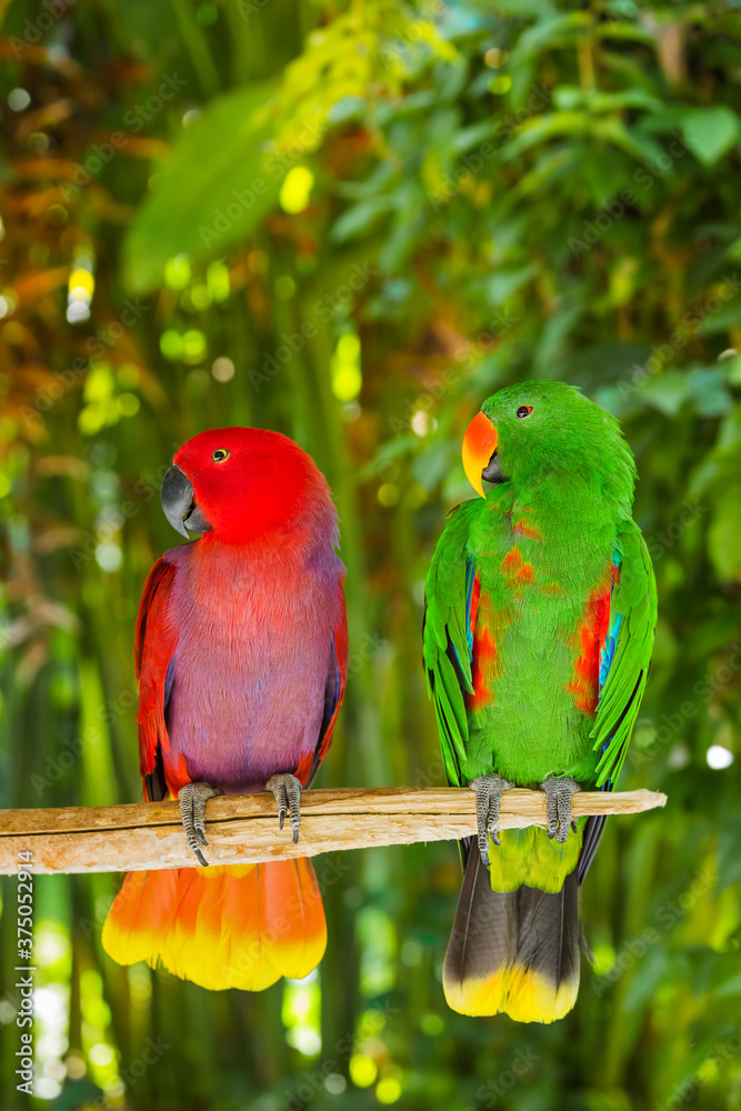 Parrots in Bali Island Indonesia Parrots in Bali Island Indonesia