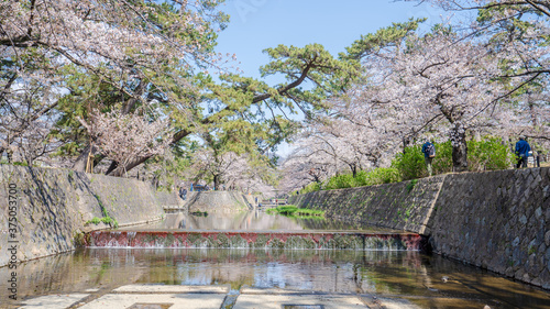 兵庫県 西宮市 さくら夙川