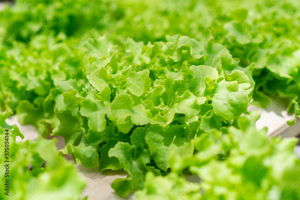 Organic hydroponic vegetable cultivation farm. Agriculture and food concept. Close up Organic hydroponic vegetable cultivation farm. Agriculture and food concept. Close up