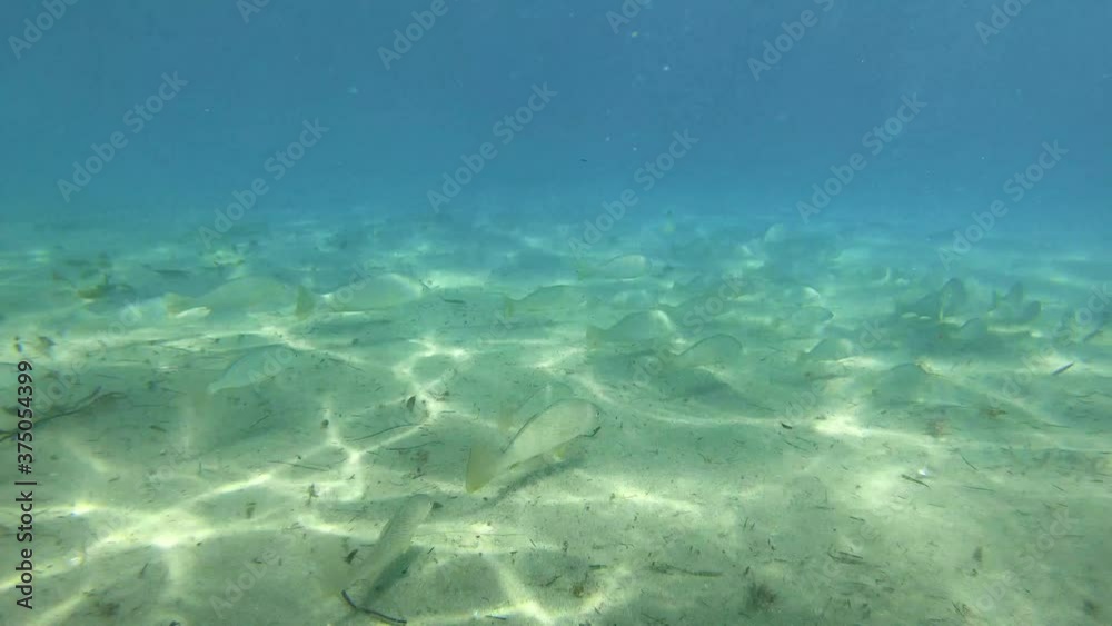 School of Fish Swimming in Shallow water School of Fish Swimming in Shallow water