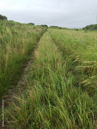 forgotten road in the thickets of grass