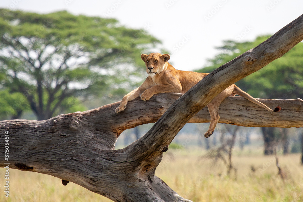 Fototapeta premium Lioness on the tree
