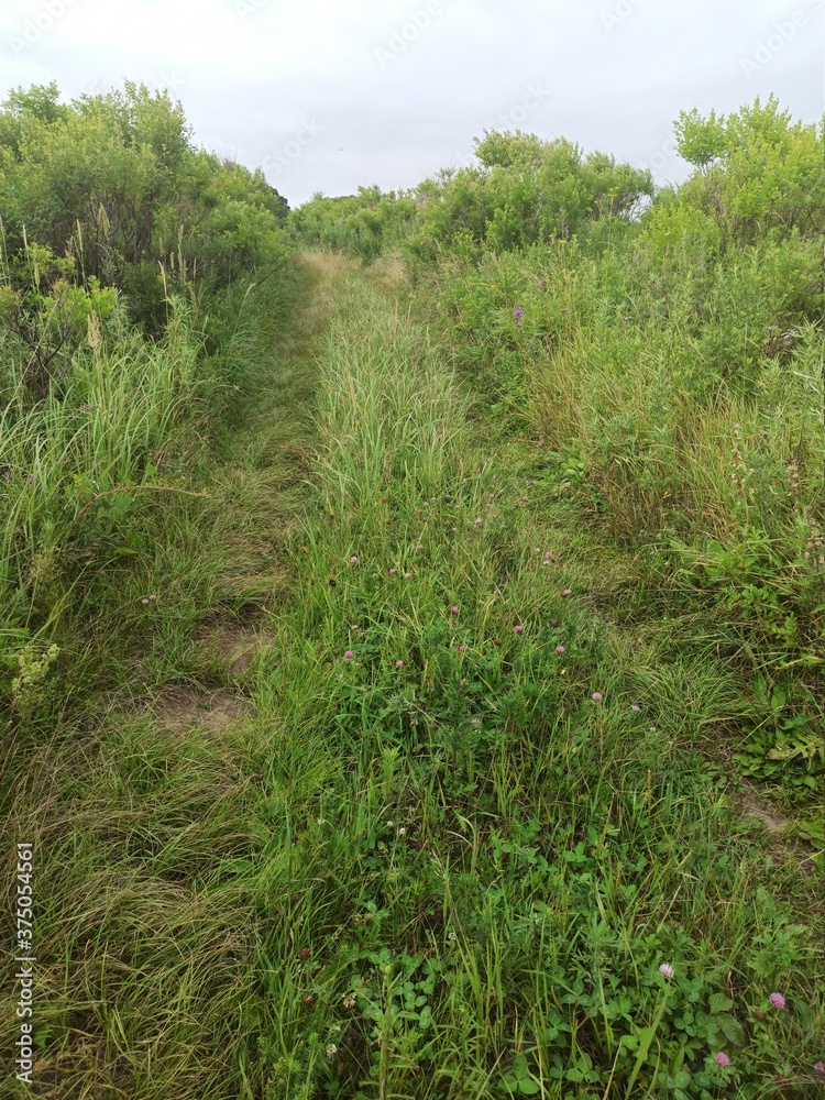 field