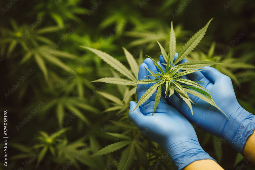 Researchers use hand to hold or examine cannabis plants in the greenhouse for medical research. Marijuana indica research concept. CBD oil, Herbal medicine