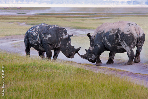 fight between rhinos