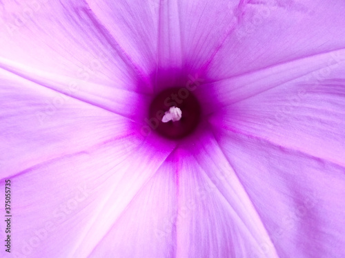 Purple flowers, full screen close-up as the background.