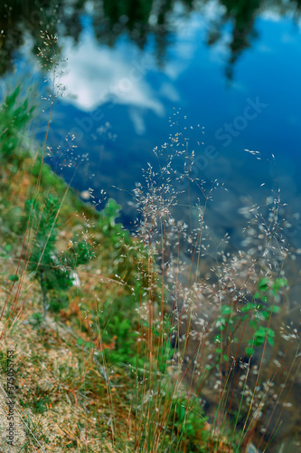 Grass by the water. Grass on the background of the lake.