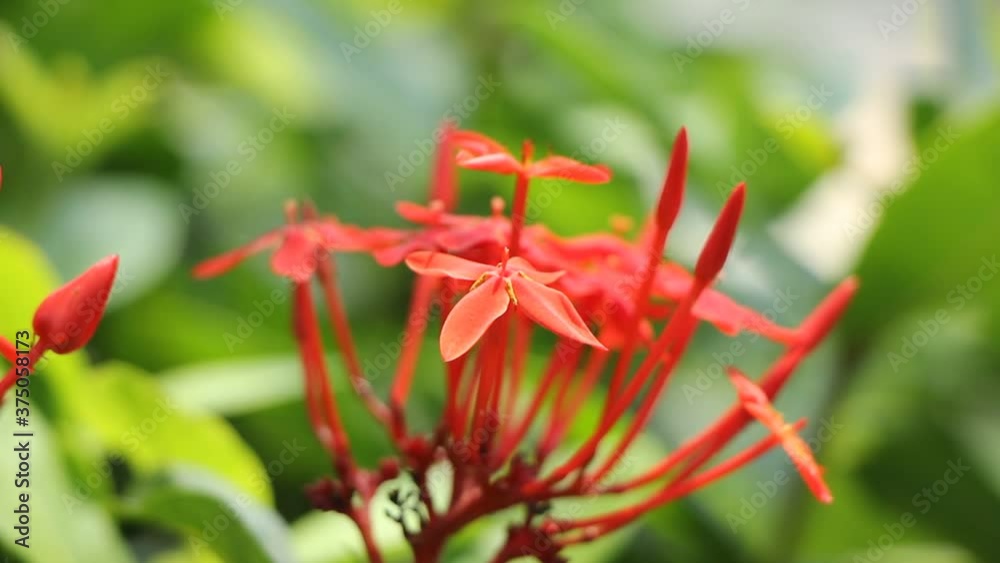 Ixora flower
Ixora flower
