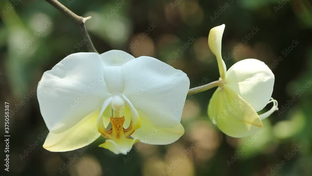 White orchid flower White orchid flower