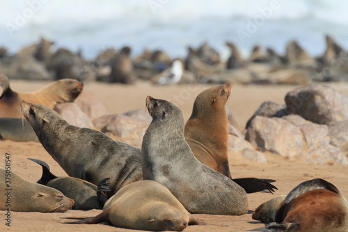 Monk Seals Colony at Cape Cross on the Namibian Skeleton coast