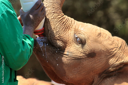 Photography Orphan young elephant receiving his Breakfast at animal orphanage