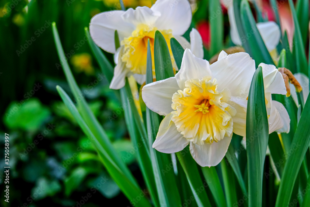 White daffodils are fragrant first spring flowers. Narcissus-decoration of spring parks and squares. Used in landscape design. Close up. White daffodils are fragrant first spring flowers. Narcissus-decoration of spring parks and squares. Used in landscape design. Close up.