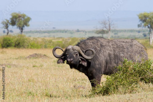 Cape buffalo one of the big five animals in Africa known for killing many lions as they call it the black death of the African Savannah.