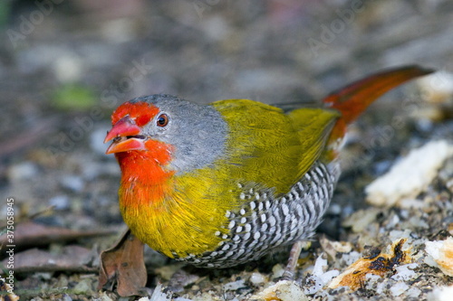 green winged pytilia bird at ground  photo