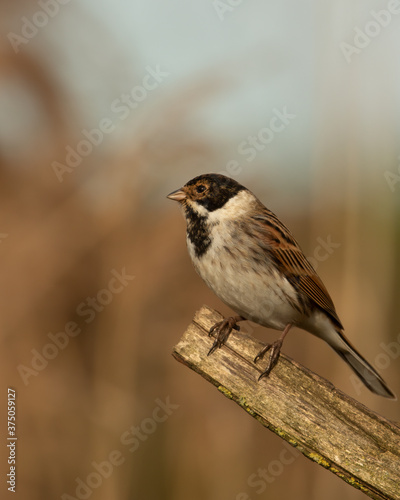 Male Reed Bunting, Emberiza schoeniclus, perched on branch with blurred reed beds background