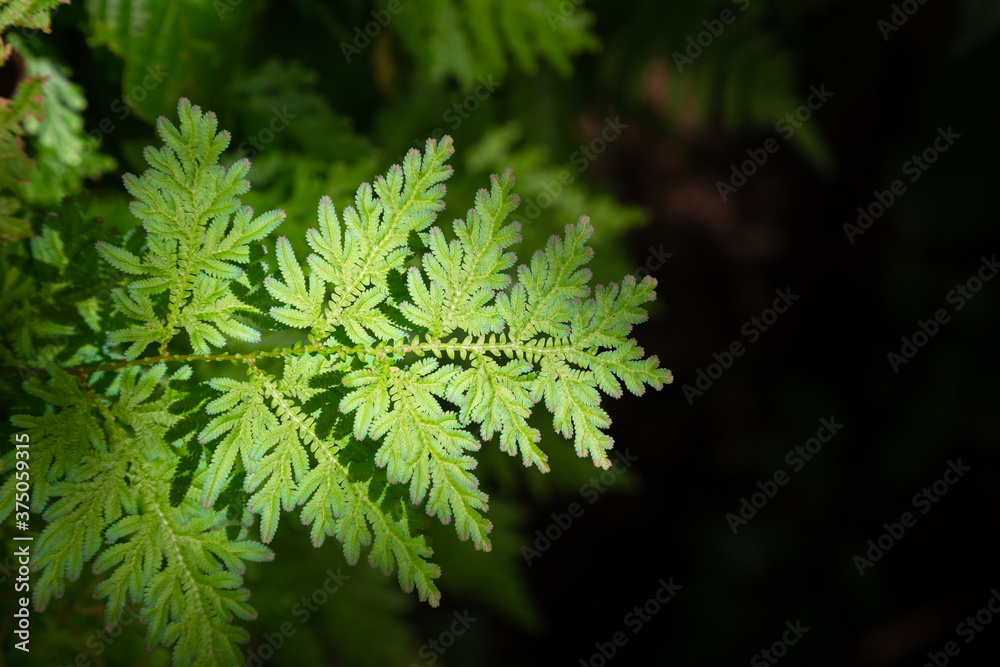 Green leaves fern tropical rain forest foliage plant isolated on dark background.