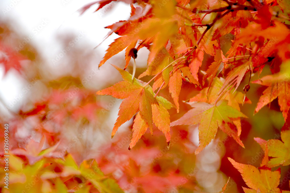 Beautiful autumn background of red and yellow maple leaves on the tree, selective focus Beautiful autumn background of red and yellow maple leaves on the tree, selective focus