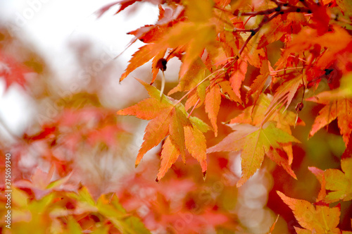 Beautiful autumn background of red and yellow maple leaves on the tree  selective focus