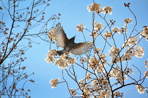 Brown-eared bulbul (Hypsipetes amaurotis) bird, spread wings among blooming white cherry blossom tree branches on the bright blue sky background in japanese Ueno park in Tokyo, spring concept photo