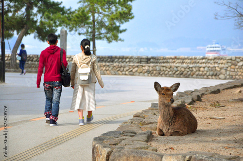 The sika deer (Cervus nippon) lying and resting on the ground at the street of  Itsukushima island (Miyajima), Japan