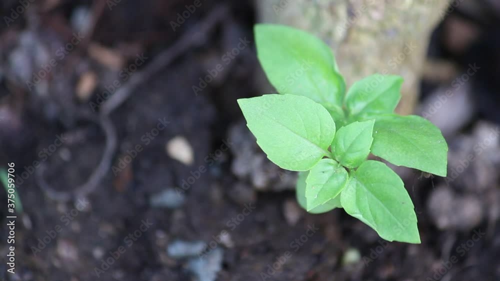 Sweet basil Sweet basil