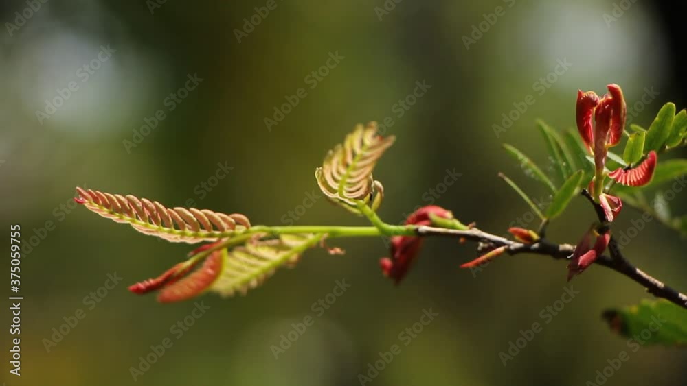 Young Leaf of Horse tamarind tree, Leucaena fruit ,White Popinac Wildflowers
Young Leaf of Horse tamarind tree, Leucaena fruit ,White Popinac Wildflowers