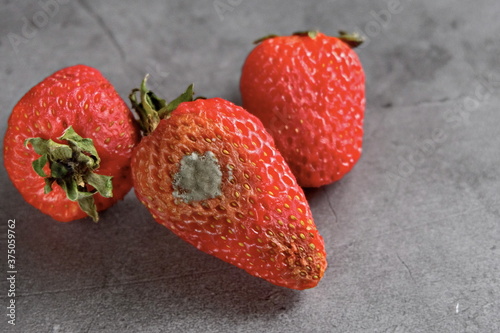 Rotten strawberries with toxic mold lie on a dark background . Horizontally.Copy space. horizontally.