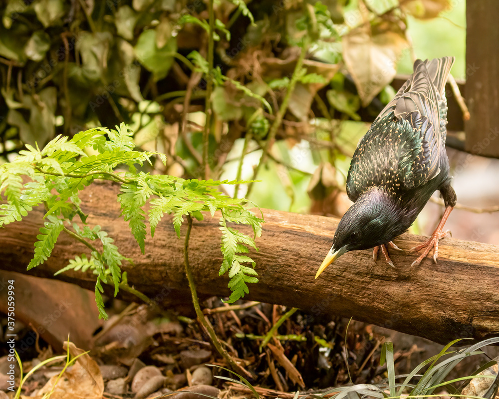 Starling, Sturnus vulgaris, perched on log by ferns searching for worms by pond Starling, Sturnus vulgaris, perched on log by ferns searching for worms by pond