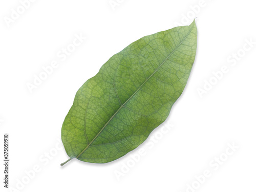 Leaf of Tiliacora triandra or Bai Ya Nang Isolated on White Background. Medicinal plants,Thai herb.