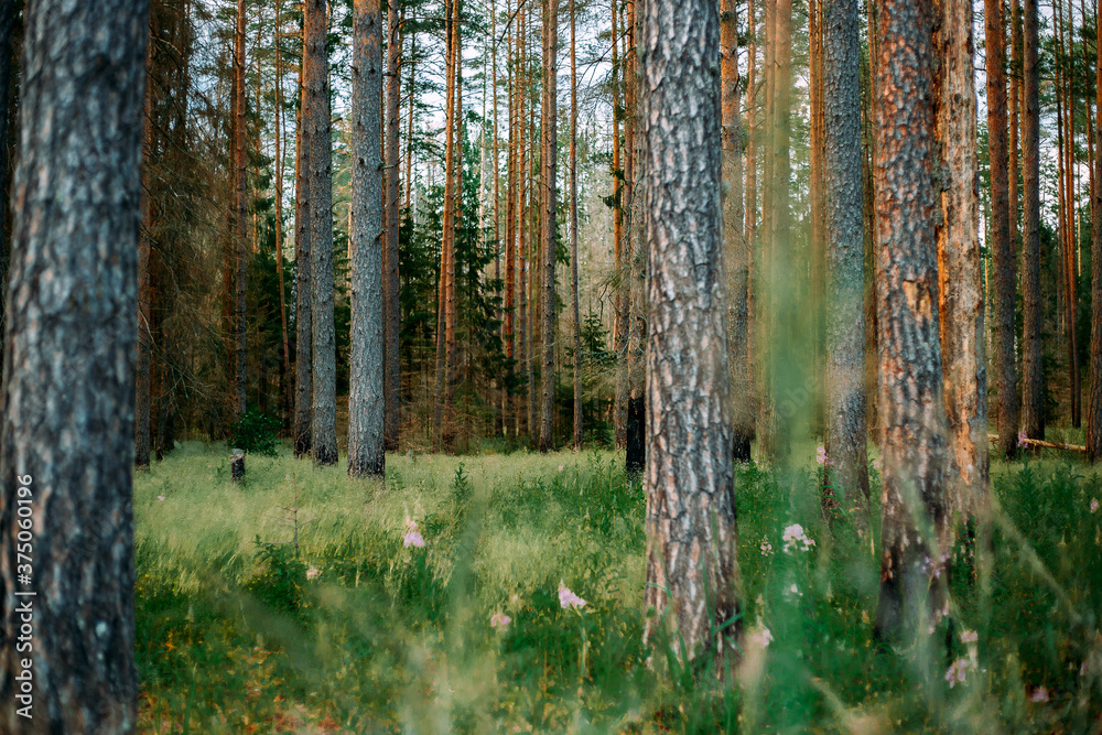 Fototapeta premium Pine forest in summer. Green pine forest.