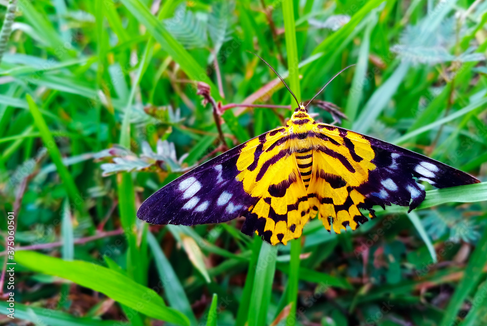 Beautiful moth, Yellow and black spotted, on the green grass. Beautiful moth, Yellow and black spotted, on the green grass.