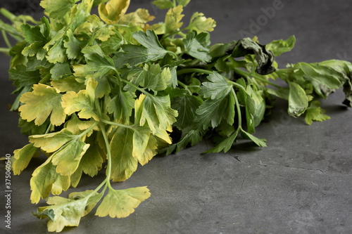 Fotografie Rotten bouquet of parsley toxic mold lie on a dark background