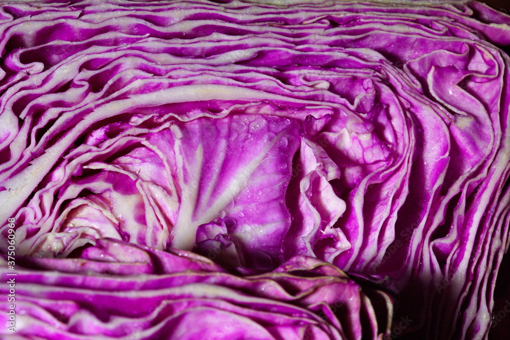 Obraz premium Fresh red cabbage cut with dew drops. Close up. It is an important element of vegetarianism, keto diet, paleo diet.