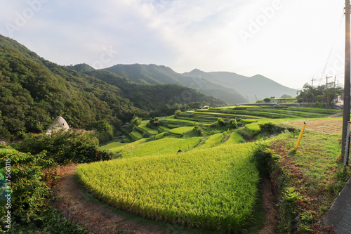 中山千枚田_小豆島の恋