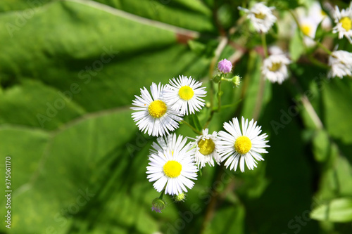 Wild flowers